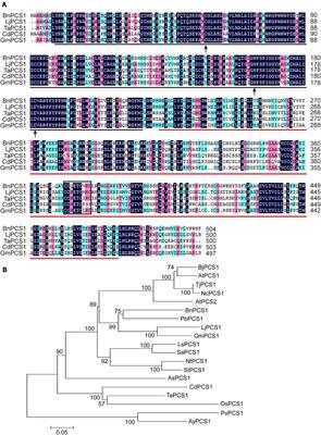 Overexpression of BnPCS1, a Novel Phytochelatin Synthase Gene From Ramie (Boehmeria nivea), Enhanced Cd Tolerance, Accumulation, and Translocation in Arabidopsis thaliana